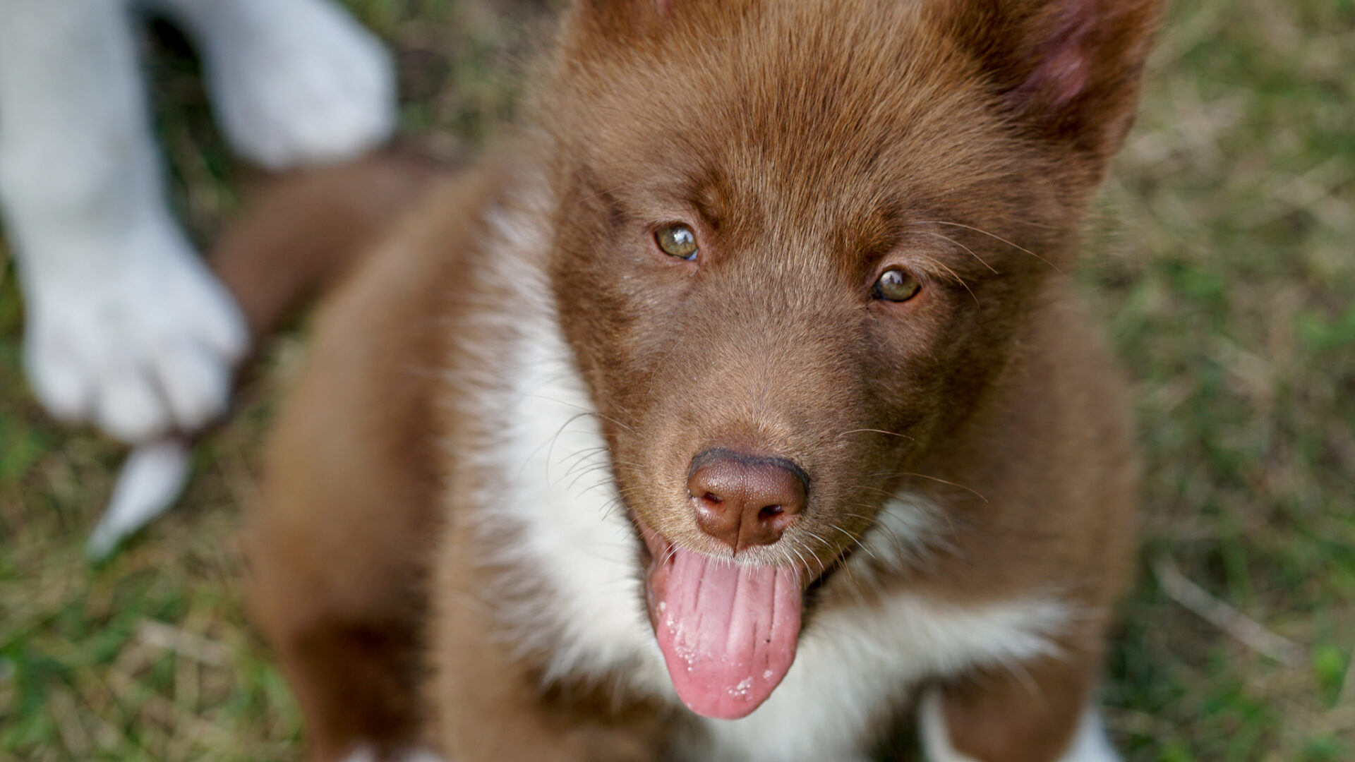 Greenland Dogs kennel Nahemira