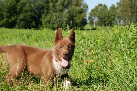 greenland dog puppy