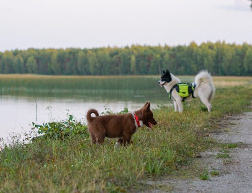 Miks mu kutsikas sõna ei kuula?