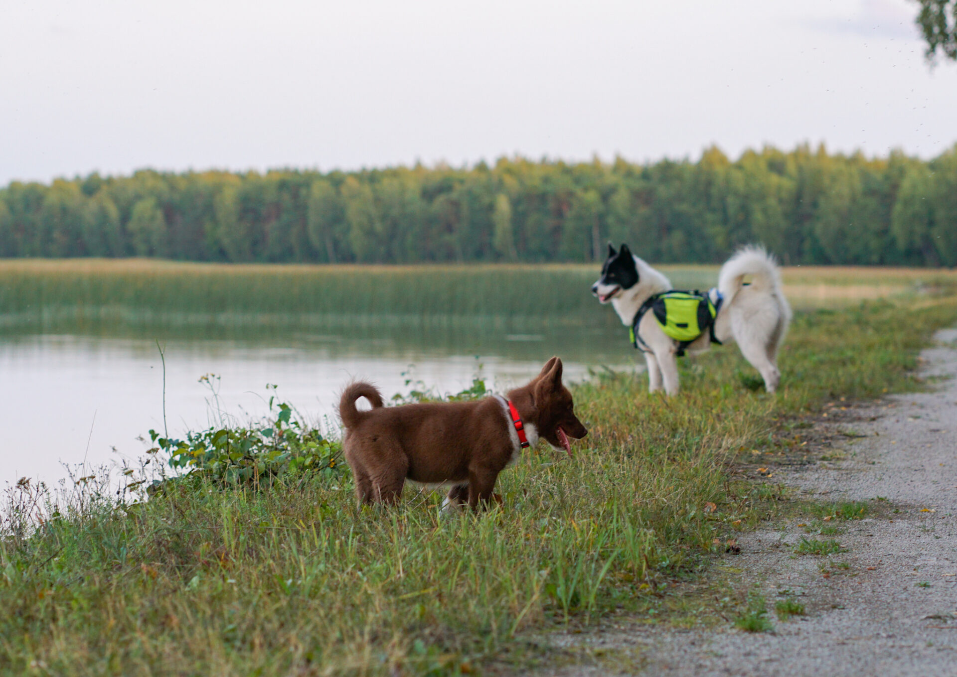 “Miks ta justkui teab, mida teha… aga ikkagi ei tee?” Kui oled seda endalt küsinud, siis sa ei ole üksi. See on üks sagedasemaid küsimusi, mida koeratreenerid k